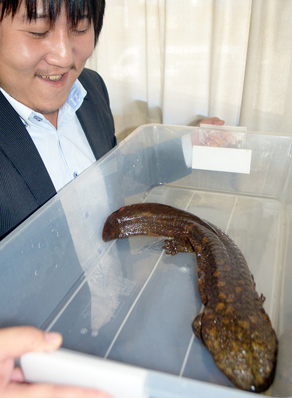 オオサンショウウオ ぼーちゃん 親しんで 郷土資料館内で飼育開始 名張 三重 毎日新聞