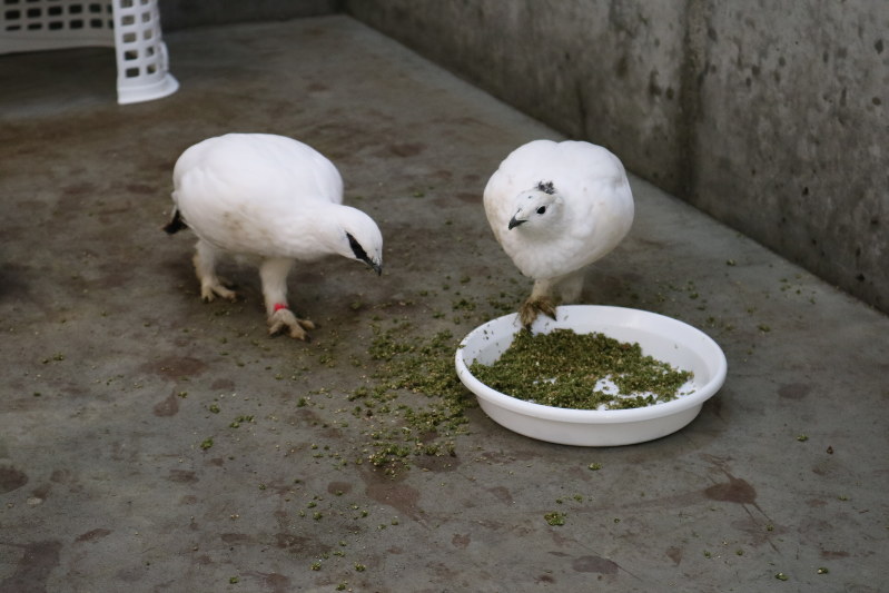 大町山岳博物館から逃げたニホンライチョウ(左が雄)=2016年12月8日撮影、同館提供