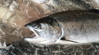 水揚げされたばかりの「銀王」＝マルキン提供
