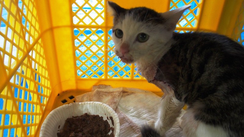ハブにかまれ縫合手術を受けた猫。手術翌日から餌をよく食べた。地元出身の、長寿で有名な泉重千代さんにちなんで重(しげ)ちゃんと命名された=どうぶつ基金提供