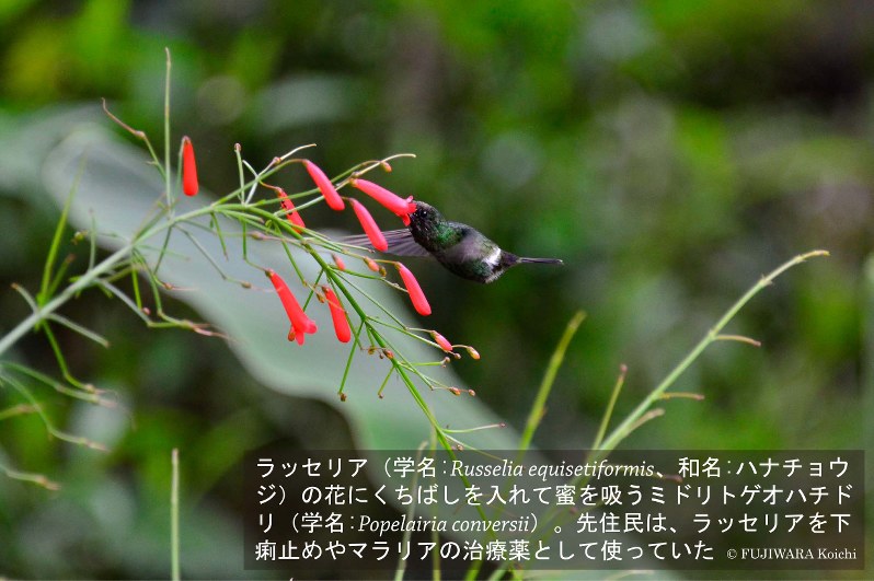 森の宝石 ハチドリがはぐくむ天然の薬 薬草の森をめぐる地球旅 医学の源流を訪ねて 鷺森ゆう子 藤原幸一 毎日新聞 医療プレミア