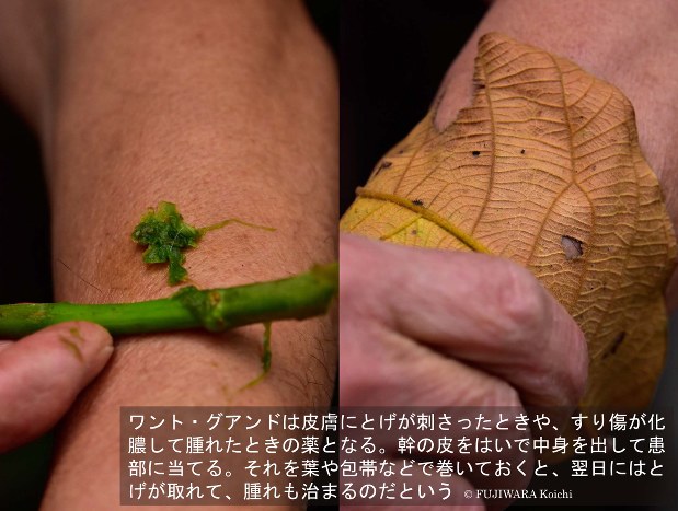 森の宝石 ハチドリがはぐくむ天然の薬 薬草の森をめぐる地球旅 医学の源流を訪ねて 鷺森ゆう子 藤原幸一 毎日新聞 医療プレミア