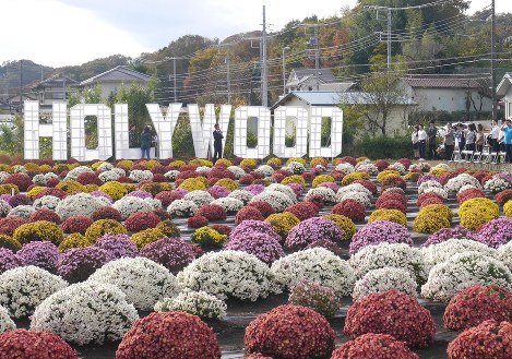 土屋ざる菊園に出現した「HOLYWOOD」の看板