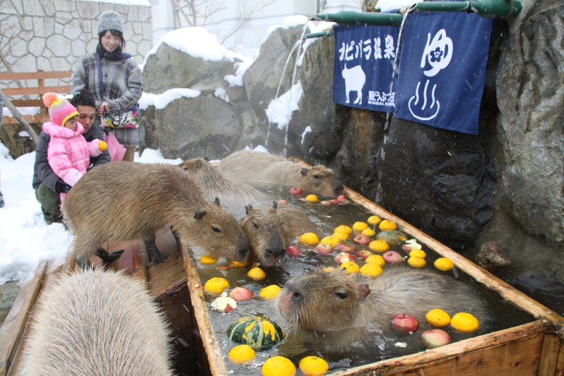 那須どうぶつ王国:カピバラゆず湯温泉始まる 栃木 毎日新聞 那須どうぶつ王国:カピバラゆず湯温泉始まる 栃木 毎日新聞