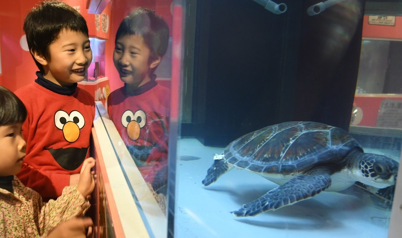アオウミガメ 東京都島しょ農林水産総合センター