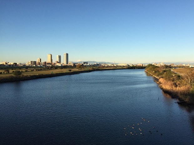 多摩川 猫不妊作戦 で野垂れ死にの連鎖は断ち切れたか 猫ブームの光と陰 駅義則 毎日新聞 経済プレミア