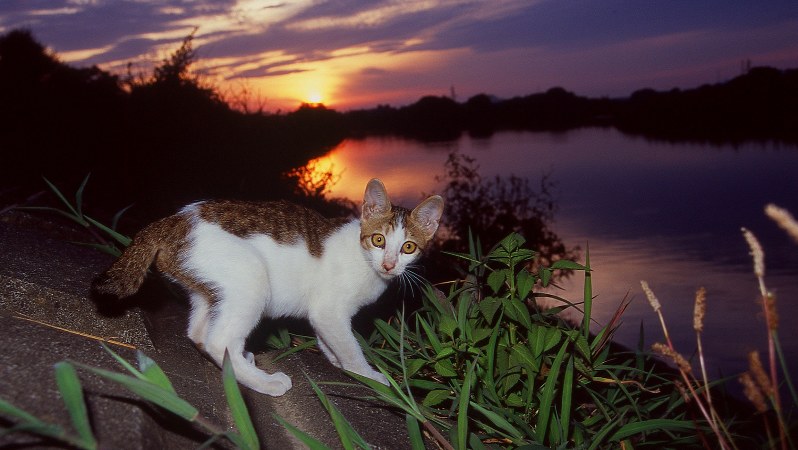 多摩川の河原で生き抜き、現在は他界した猫たち=小西修さん撮影