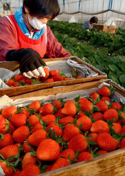 収穫が続くイチゴ「あすかルビー」＝奈良県天理市で２０１６年１２月２２日、平川義之撮影