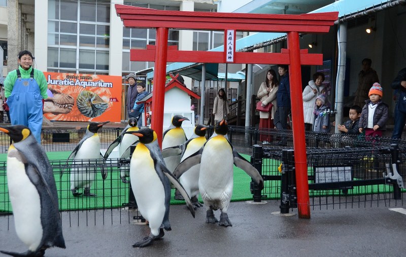 Aquarium penguins perform in preNew Year's practice promenade The