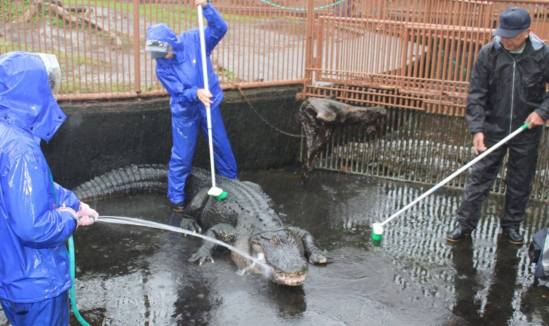 水を抜いた池でミシシッピワニの体の汚れを落とす職員ら=東伊豆町の熱川バナナワニ園で