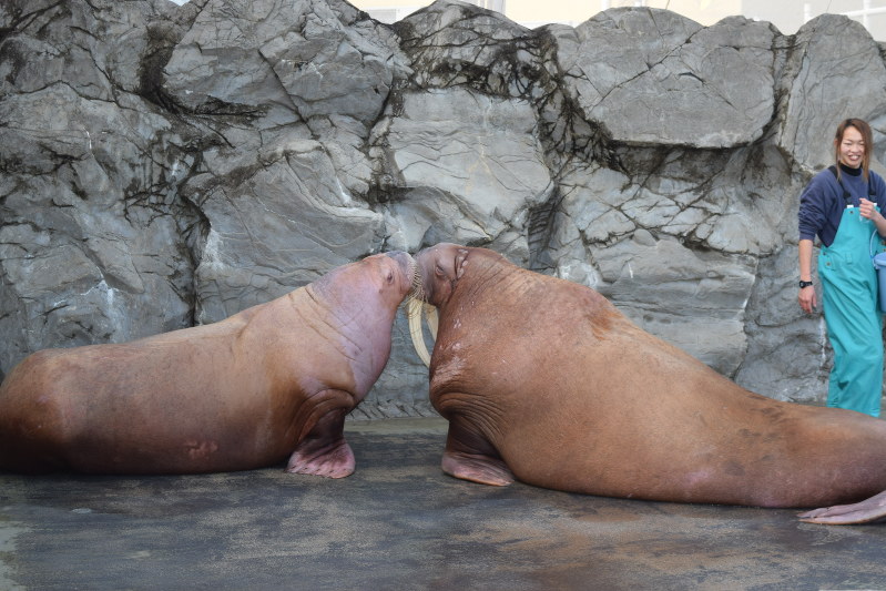 飼育員の「チュー」の合図で、キスを練習するキック(右)とサクラ