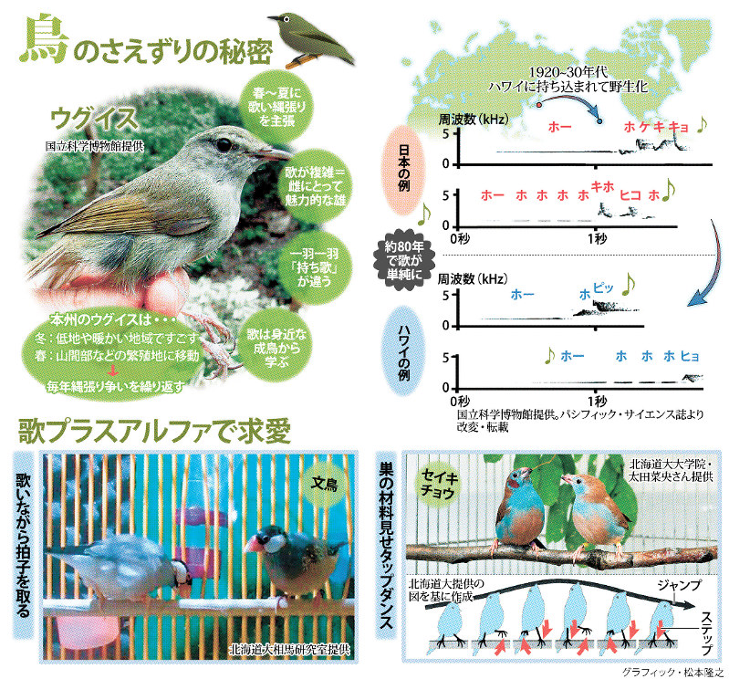 科学の森 鳥のさえずり 個性や 進化 コミュニケーション 多彩に 毎日新聞