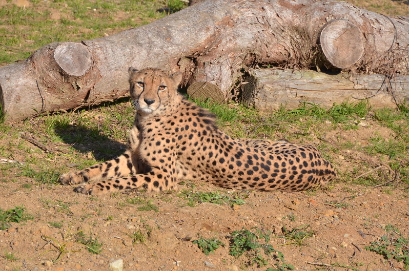 チーター キリ です よろしく 佐世保 森きららで一般公開 長崎 毎日新聞