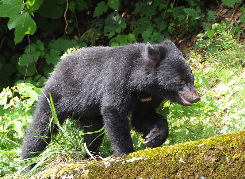 ツキノワグマの子グマ=岐阜県白川村で、宮田正和撮影