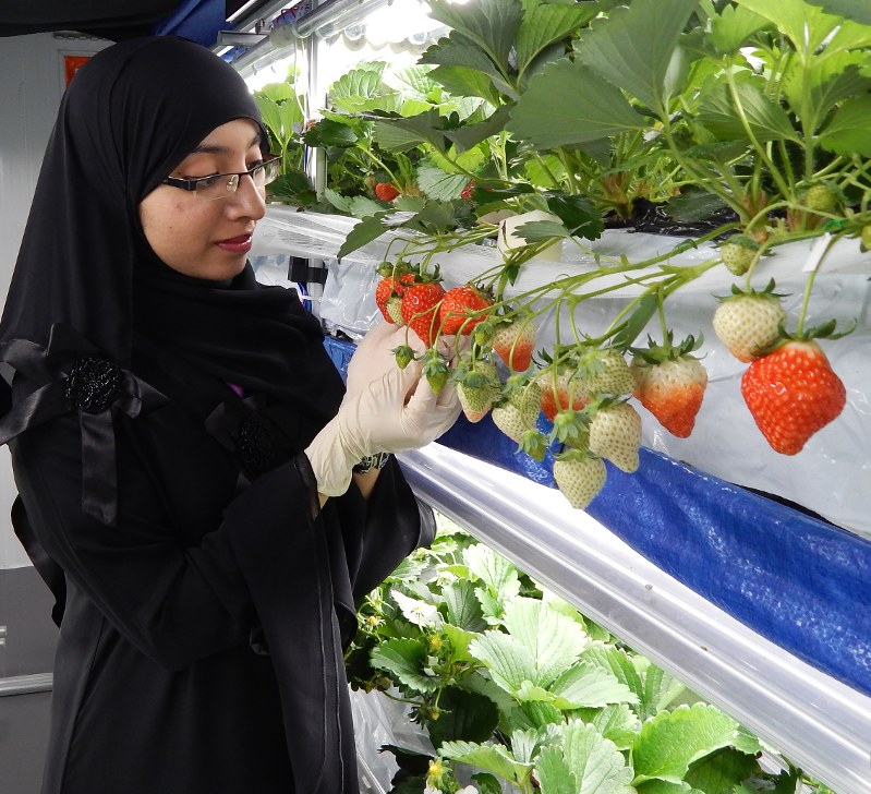 野菜工場 海外に活路 電機大手 ｉｔで安定生産 毎日新聞