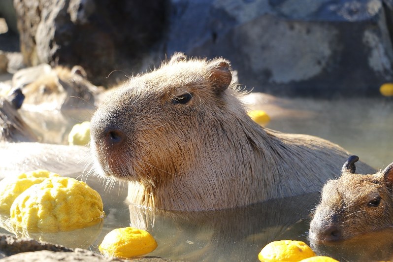 動物 カピバラの長風呂対決 伊豆 長崎 埼玉 那須 毎日新聞