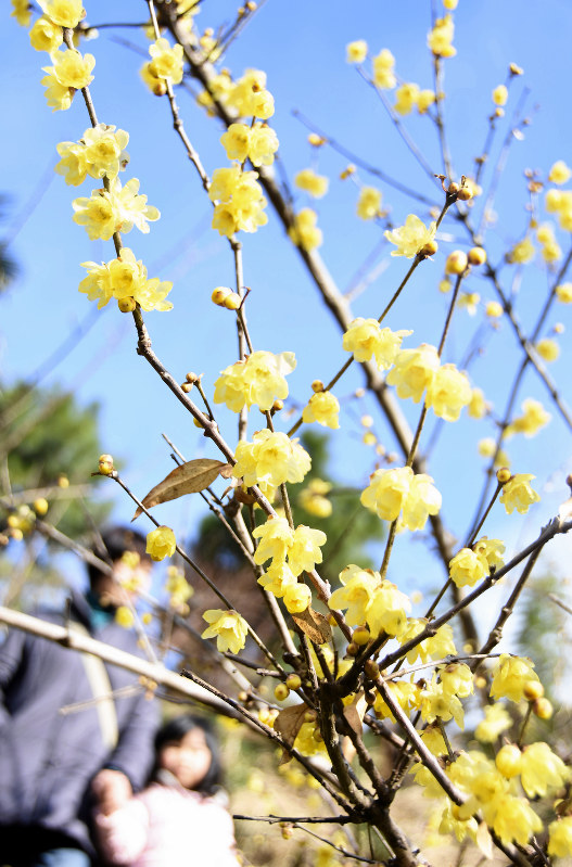 青空の下、見ごろを迎え、咲き誇るロウバイ=福島市の花見山公園で2017年1月7日、宮崎稔樹撮影