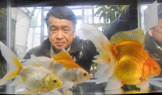 金魚 うろこが金色とメタリック 新品種人気 毎日新聞