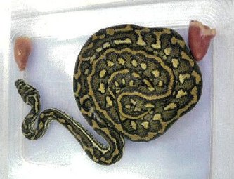 東山動植物園 ヘビの子供が行方不明 名古屋 毎日新聞