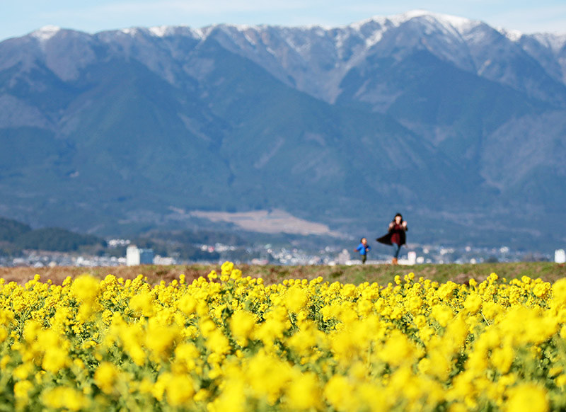菜の花 一面の早咲き 滋賀 守山で見ごろ 毎日新聞
