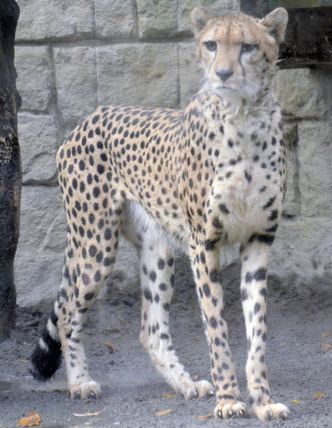 リリー=多摩動物公園で