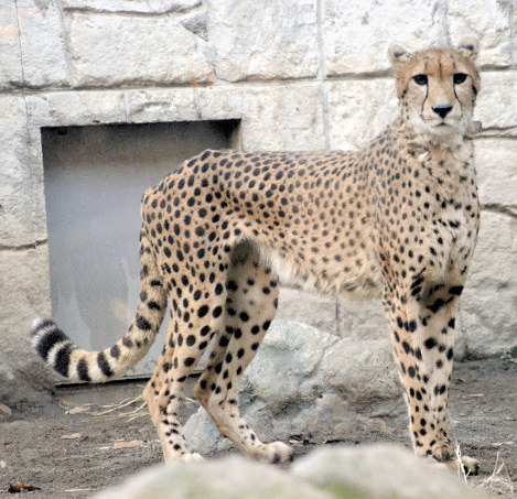 ピューマ 額装付 猫 ライオン チーター #1 ピューマ 額装付 猫 ライオン チーター #1 WILD LIFE ANIMALS
