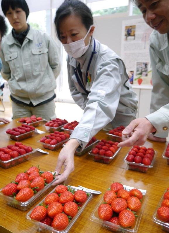 平塚産イチゴ prで品評会を公開 最高賞に南里さん 神奈川 毎日新聞