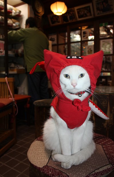くノ一：看板猫、店番中！ 海外からもファン 伊賀の茶屋 | 毎日新聞