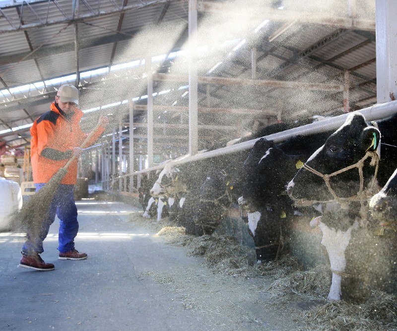 原乳出荷を再開し、乳牛に餌をやる蛭田博章さん=福島県楢葉町で2017年1月24日午前11時1分、森田剛史撮影