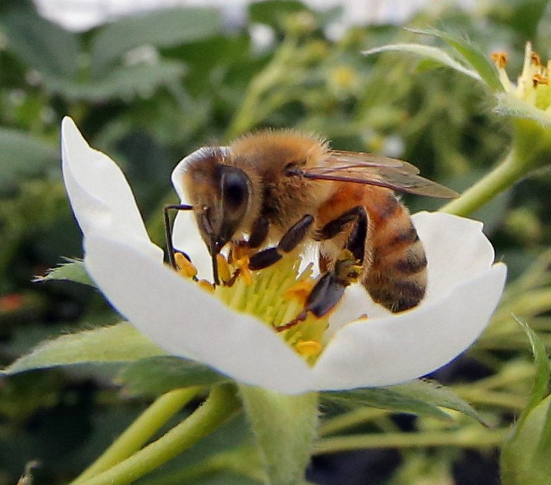 高田守先生の生き物語り 番外編 昆虫界の秀才 ミツバチ 毎日新聞
