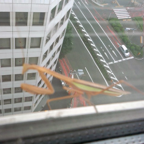 青山の高層ビルにて。景色を撮ろうとして、画面の中のカマキリに気がついた。高いのヘッチャラ君でした