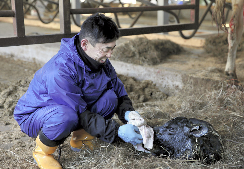 出荷再開の朝、笑顔を見せながら生まれたばかりの子牛を拭く蛭田博章さん=福島県楢葉町で2017年1月24日、森田剛史撮影