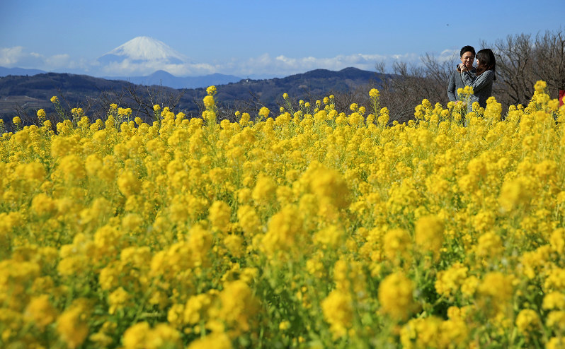 菜の花 花畑に浮かぶ富士 神奈川 吾妻山 毎日新聞