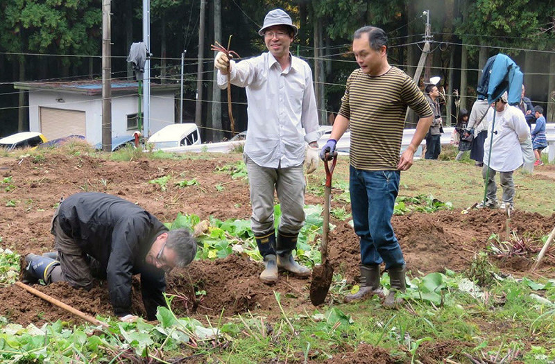 多賀町桃原で「お多賀ごぼう」を収穫するボランティアたち=中川信子さん提供