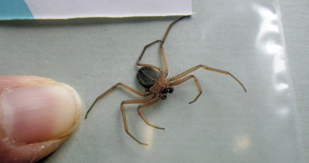 滋賀：ヒトエグモ、旧家で発見 京都など5府県のみに記録 | 毎日新聞