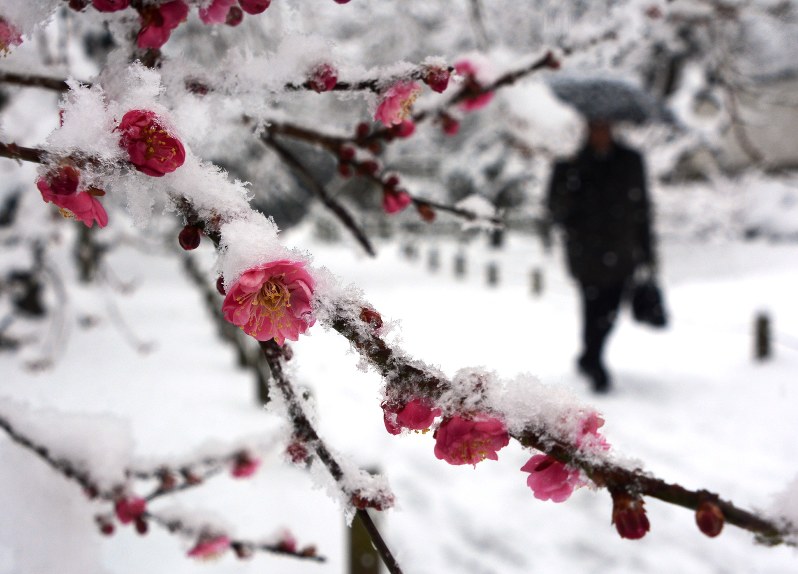 天気 水戸で12センチの積雪 ピンク梅の花に白さ映え 写真特集1 11 毎日新聞 天気 水戸で12センチの積雪 ピンク梅の花に白さ映え 写真特集1 11 毎日新聞