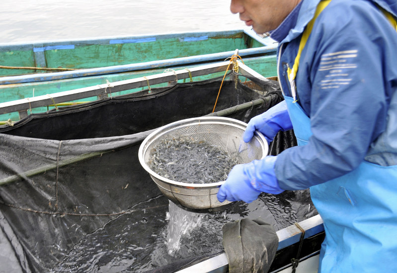 エリ漁で取れた氷魚を港で水揚げして引き取る水産業者=高島市の百瀬漁協で昨年12月、塚原和俊撮影