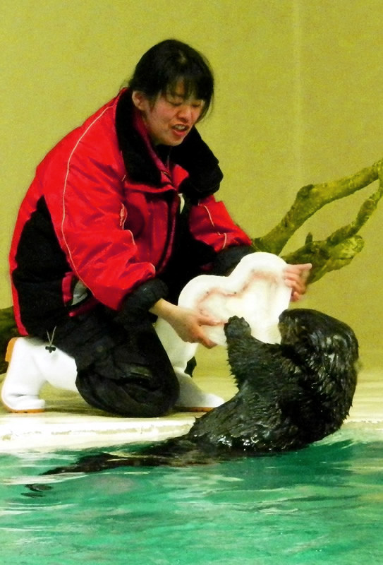 鳥羽水族館 恋するラッコ 思い届け ハート型氷 三重 毎日新聞