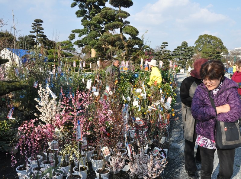 久留米植木まつり 植木とりどり１０万本 １８ １９日はイベントも 福岡 毎日新聞
