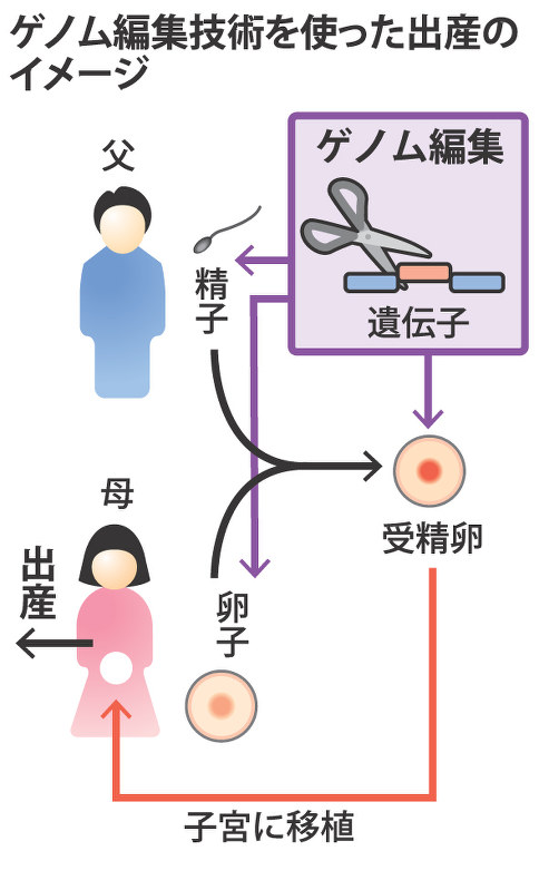 ゲノム編集技術を使った出産のイメージ
