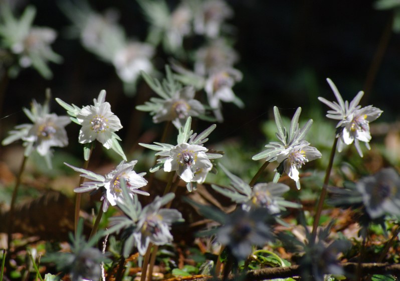 セツブンソウ 自生地を特別公開 岩国 山口 毎日新聞