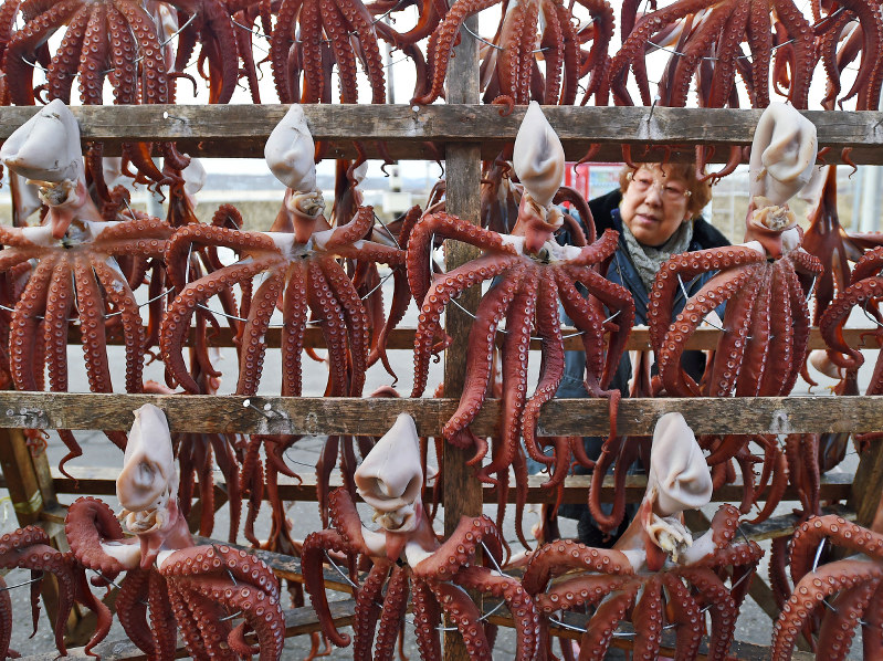 北海道 浜風にうまみ凝縮 釧路でヤナギダコ寒干し 毎日新聞
