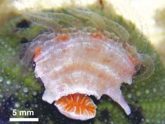 二つの個体に分裂した直後のクサビセンスガイ=徳田悠希講師提供