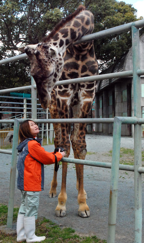 ブログの取材でキリンの様子を確認する上野さん=熊本市動植物園で2017年2月10日、中里顕撮影
