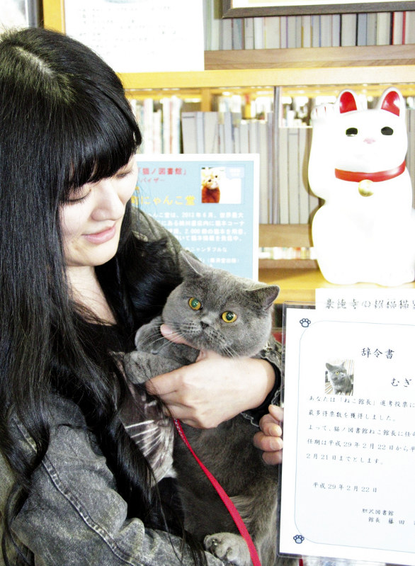 「ねこ館長」に任命された「むぎ」=奥州市で2017年2月22日、和泉清充撮影