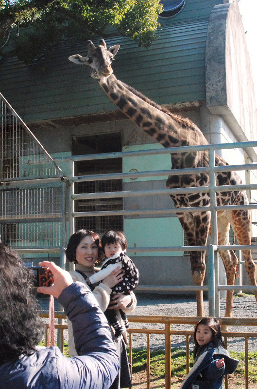 熊本地震 首を長 く３１７日ぶり 熊本市動植物園開園 毎日新聞
