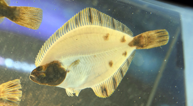 体の色素がなく、透明なヌマガレイ=青森市の青森県営浅虫水族館で2017年2月26日、成瀬桃子撮影
