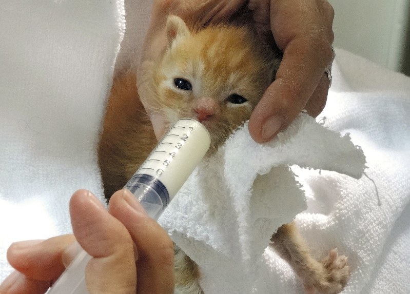 生後2週間ほどの子猫にミルクを飲ませる=東京都豊島区内で