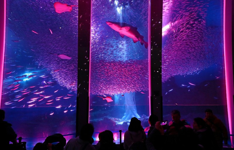 八景島シーパラダイス：水中漂う桜吹雪…イワシ群泳を演出 [写真特集1/6