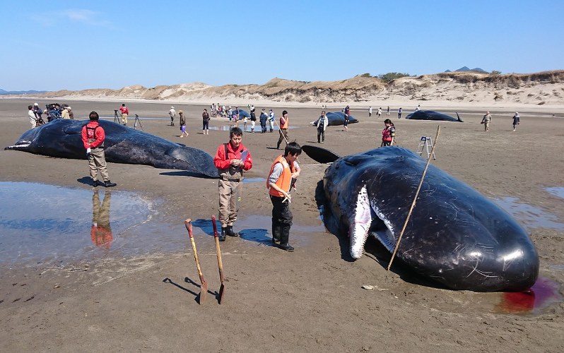 クジラ打ち上げ 海岸に見物客詰めかける 南さつま 毎日新聞